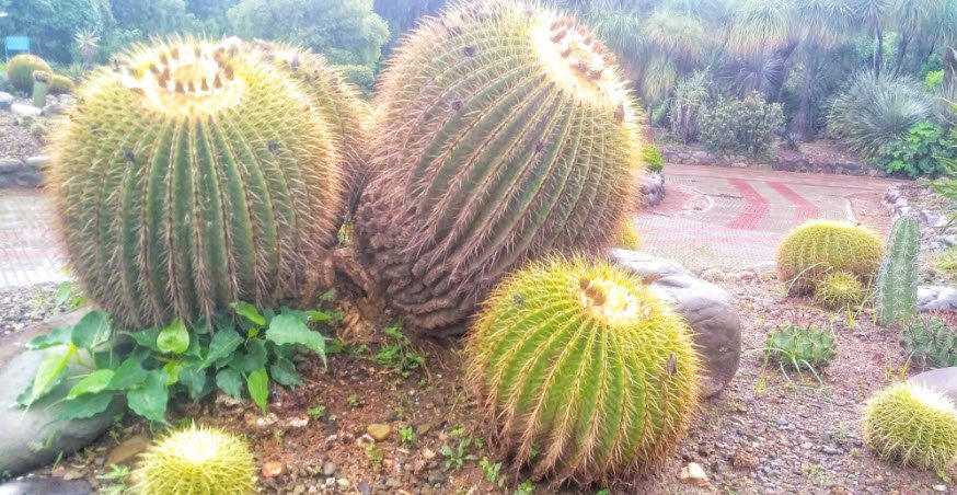 Cactus Garden, Panchkula, Haryana, India